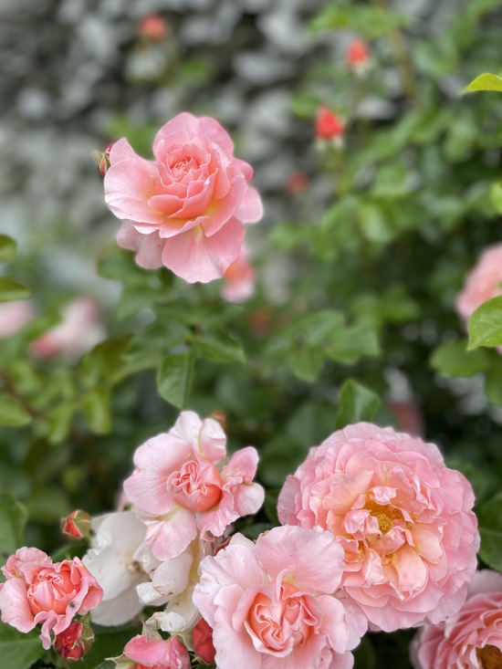 Blumen