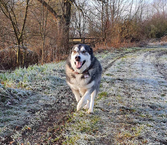 Hund