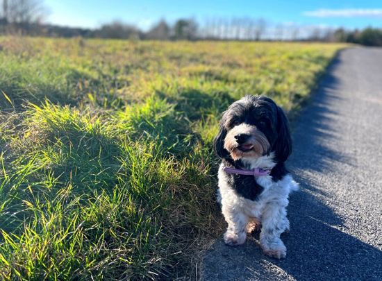 Hund in schöner Landschaft